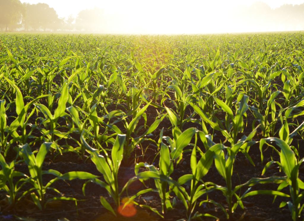 ¿Qué es un seguro agrario? 