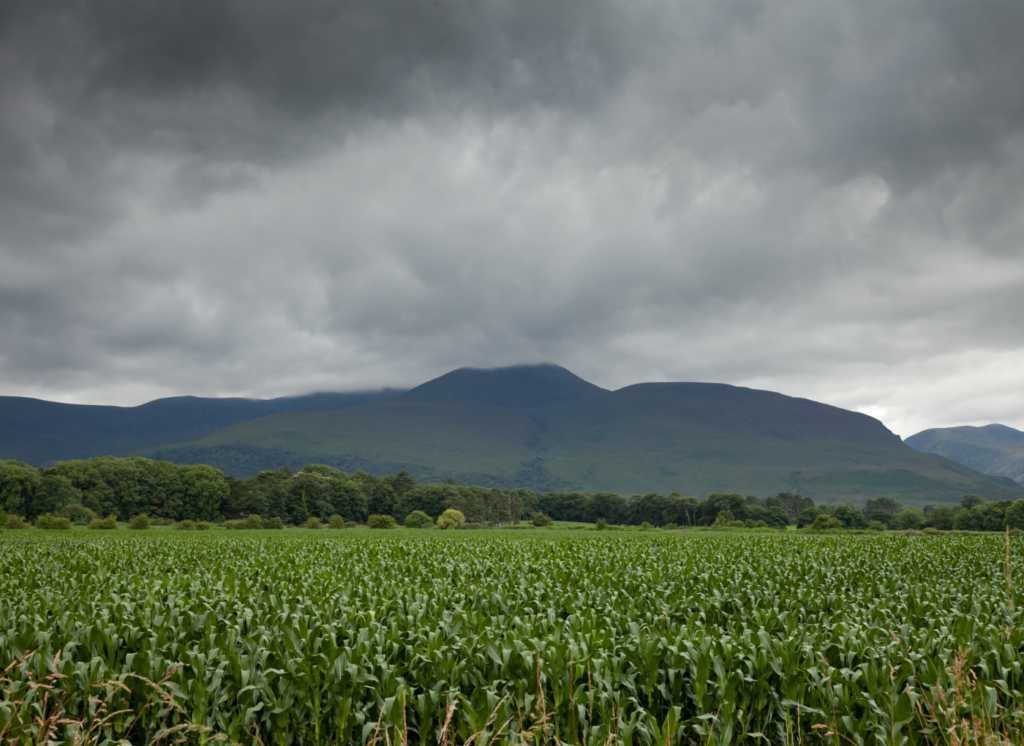 ¿Qué es un seguro agrario? 