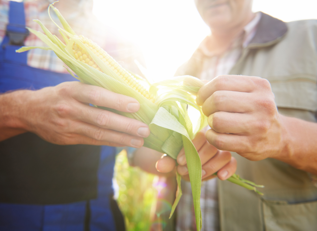 ¿Qué es un seguro agrario?